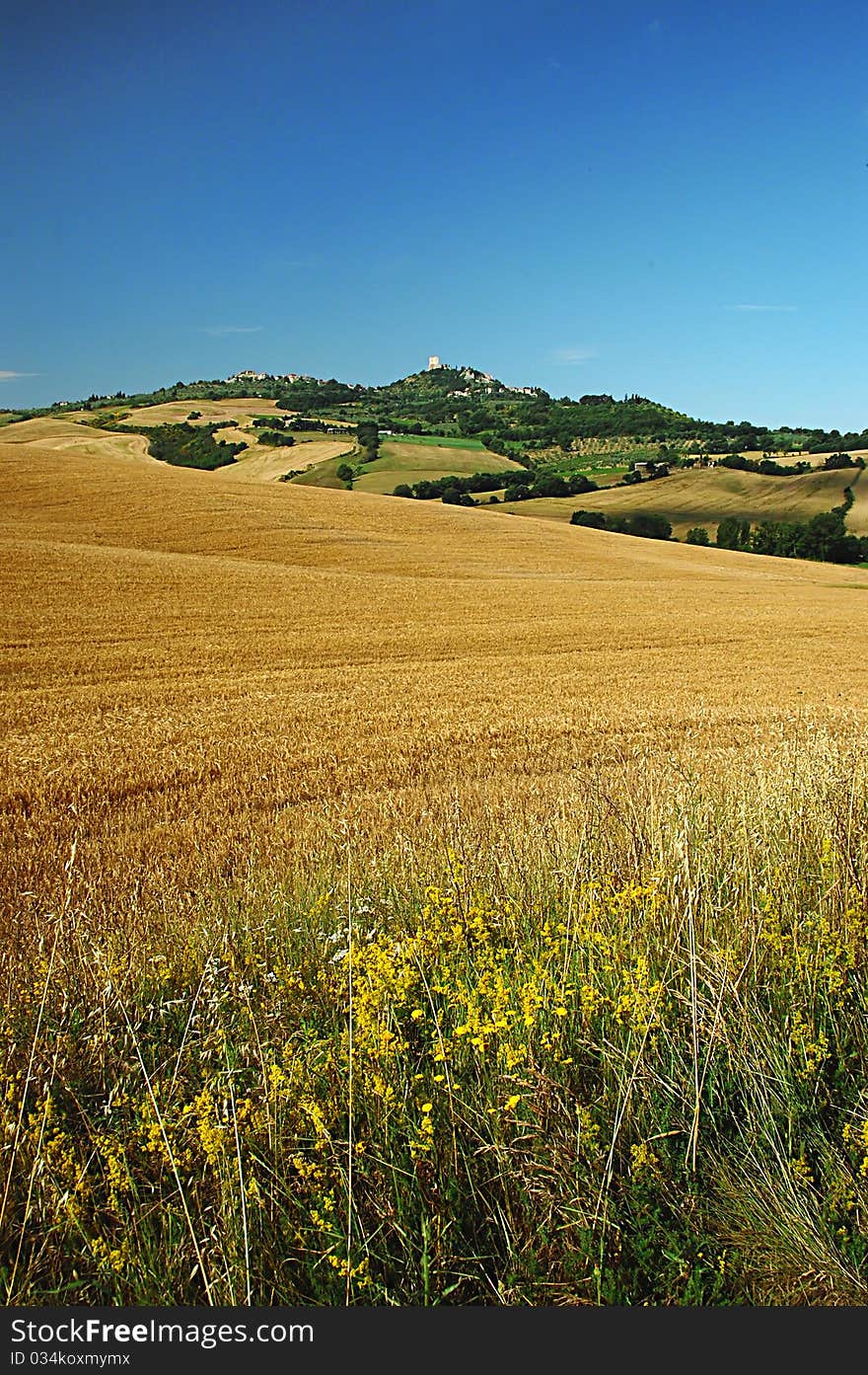 Wheat field and fortress of Castiglione d'Orcia. Wheat field and fortress of Castiglione d'Orcia