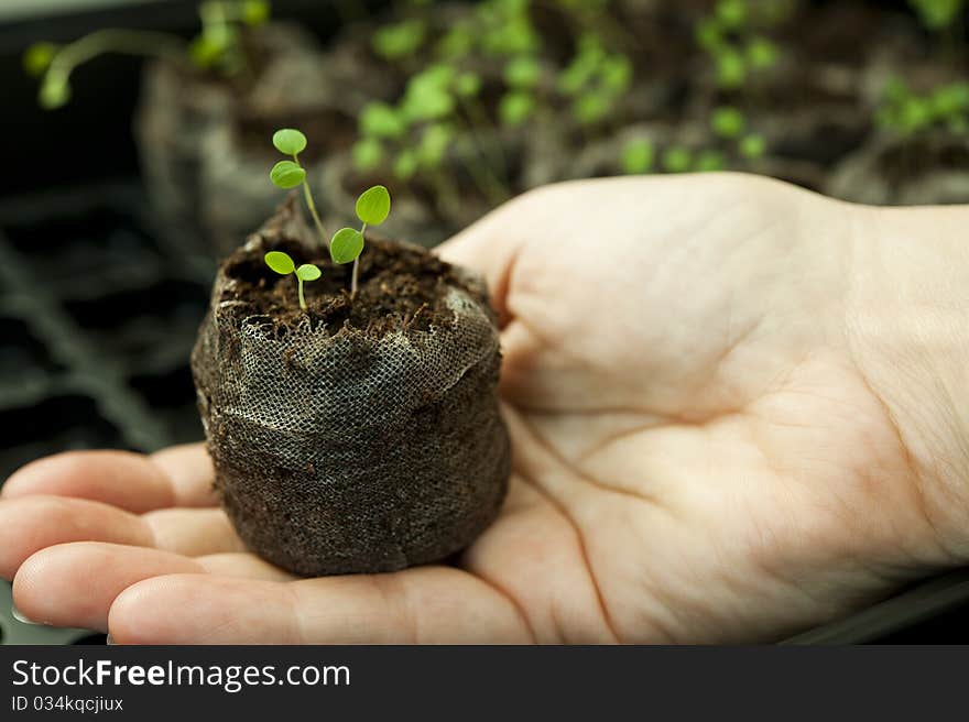 Holding the seedling