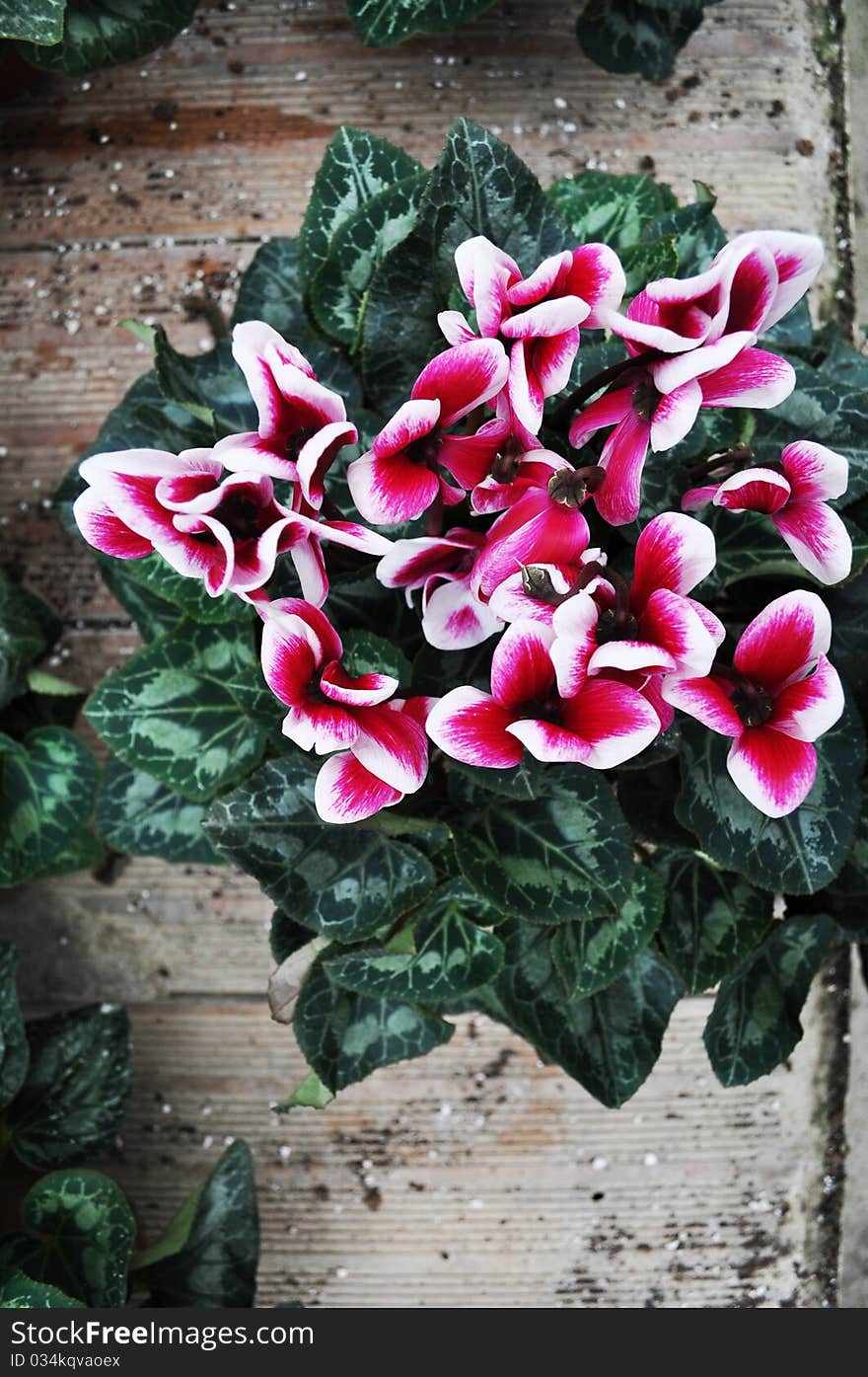 Cyclamen