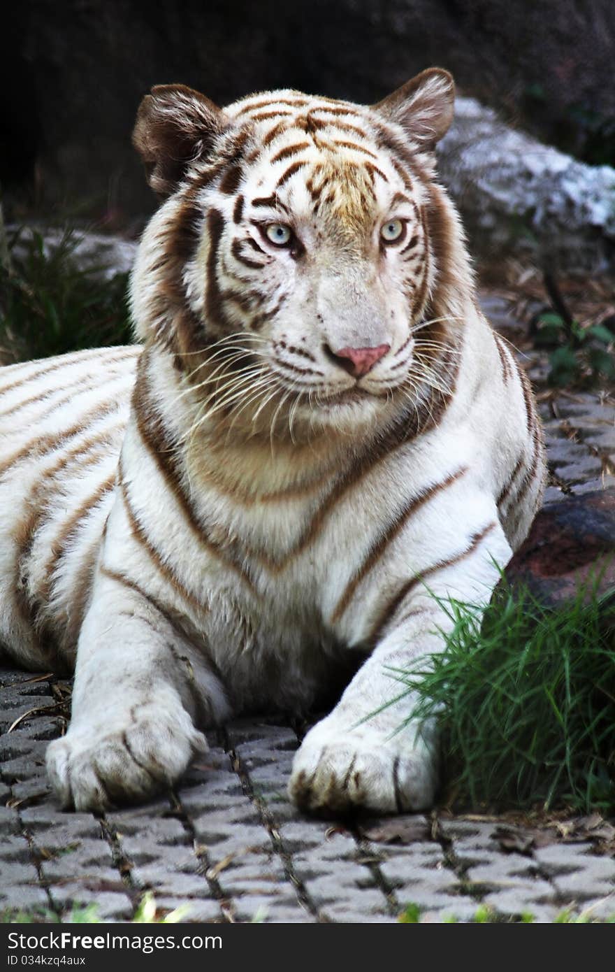 Tiger Close Up