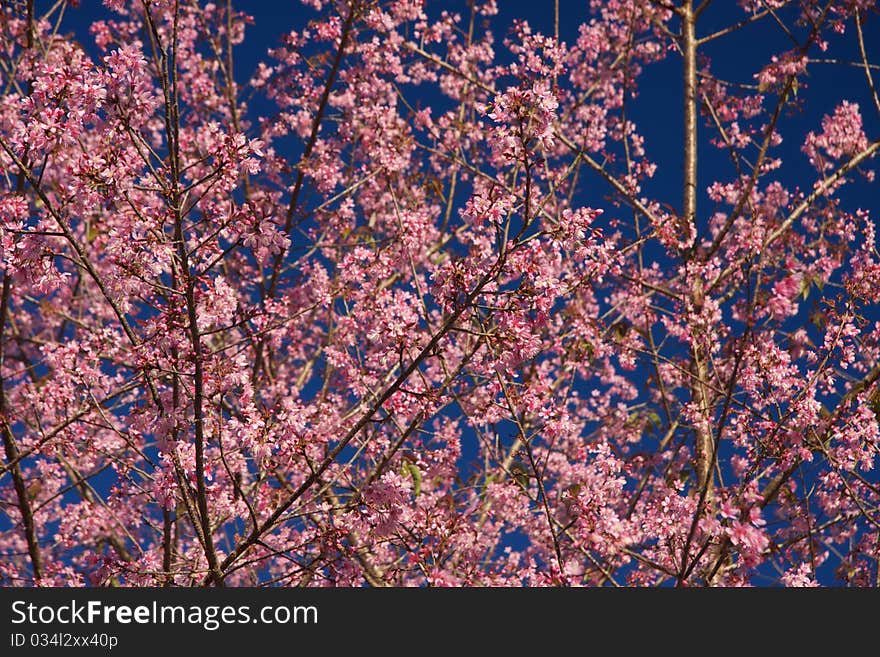 Thai Sakura