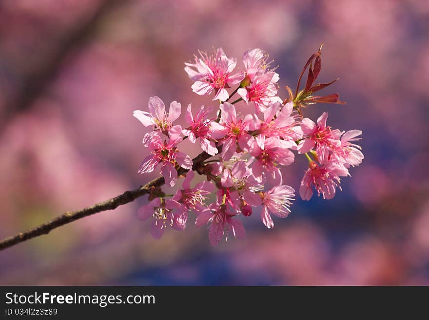 Thai Sakura