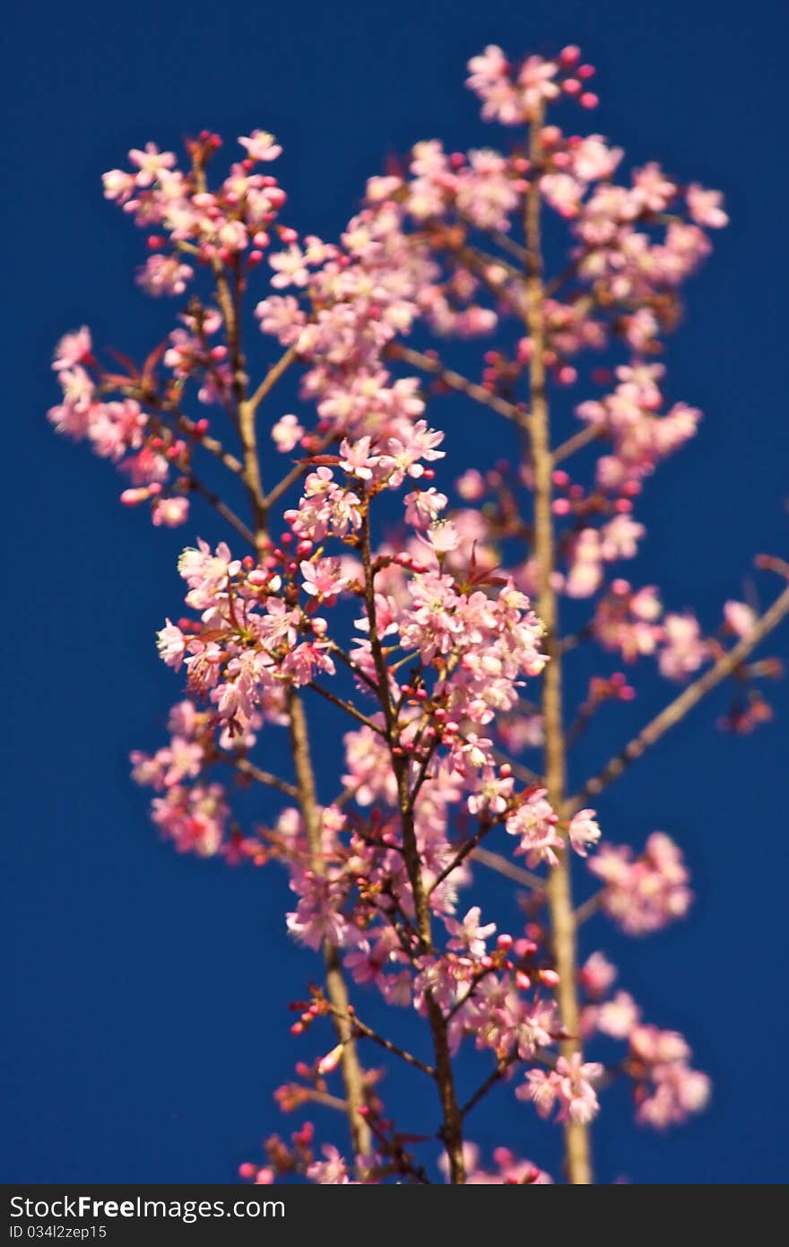 Thai Sakura in The North of Thailand