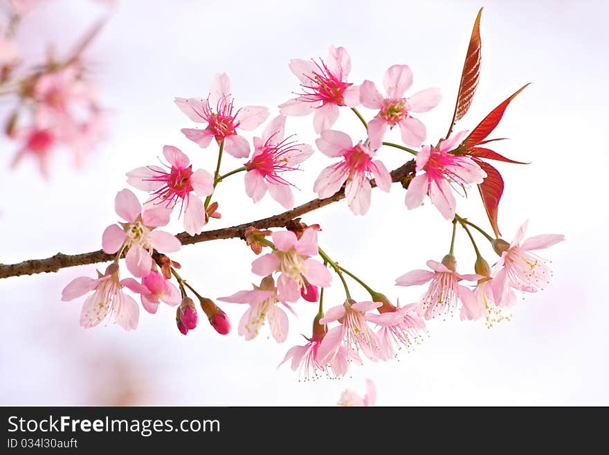 Thai Sakura