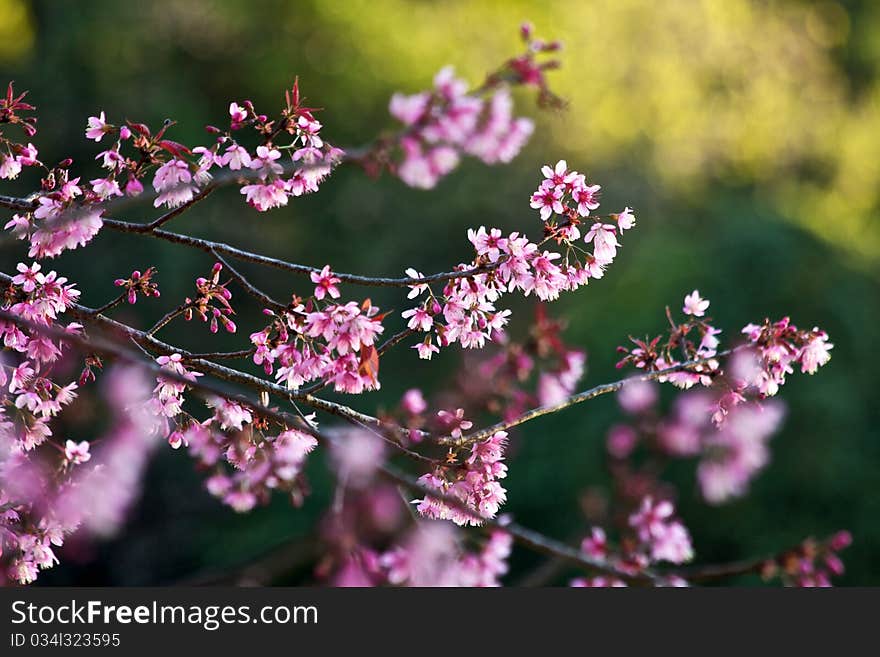 Thai Sakura in The North of Thailand