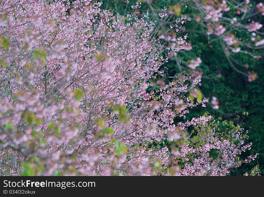 Thai Sakura in The North of Thailand