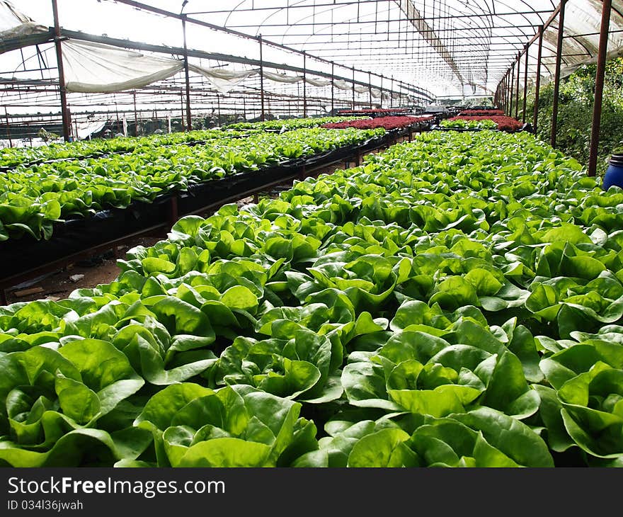 Hydroponic farm