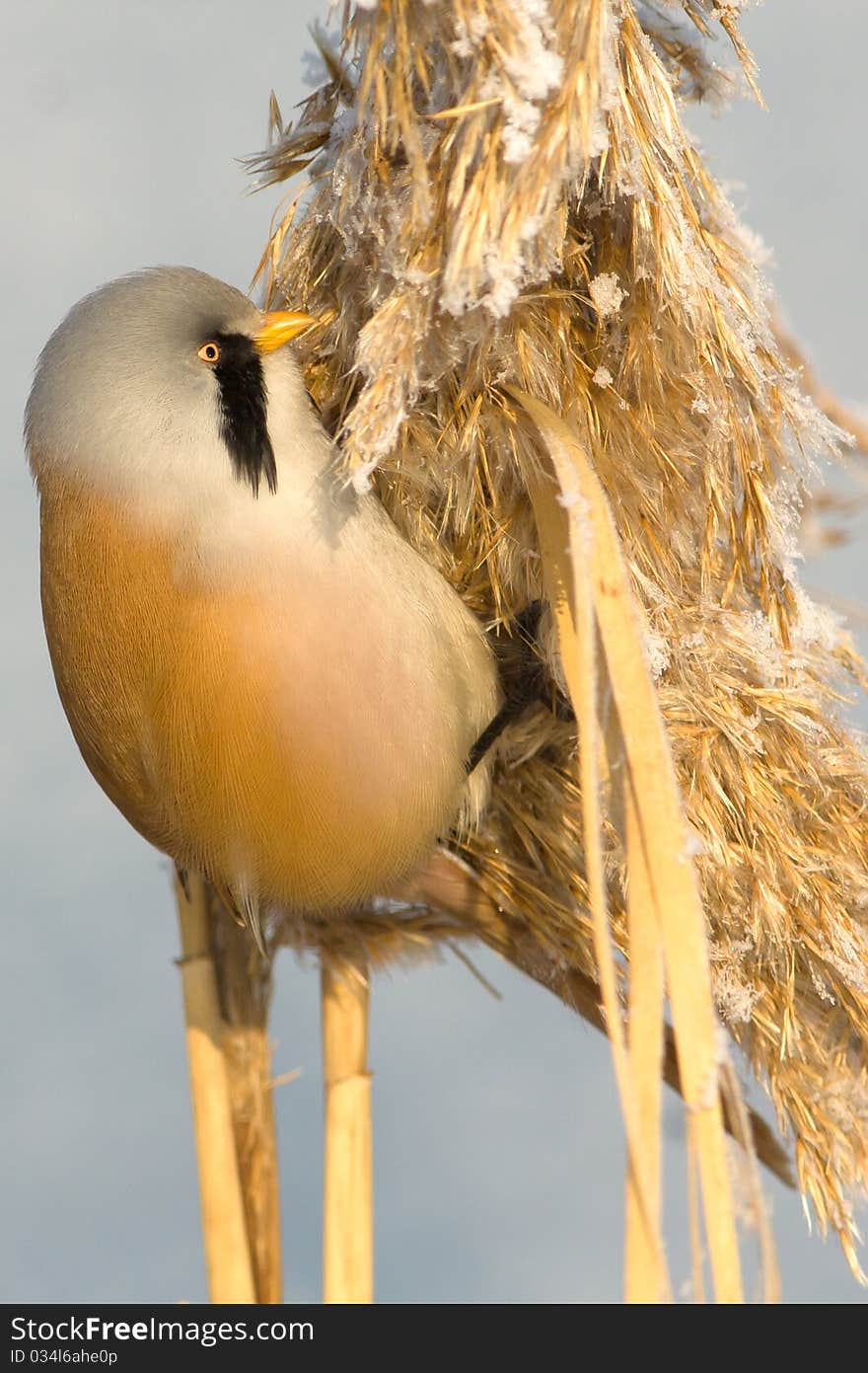 Bearded Tit, male - Reedling (Panurus biarmicus)