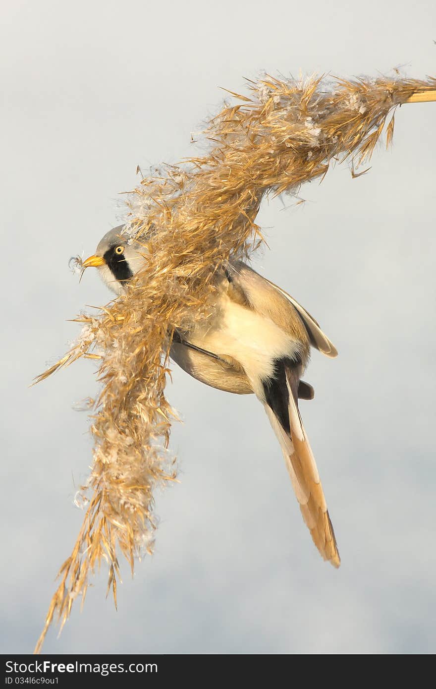 Bearded tit, male