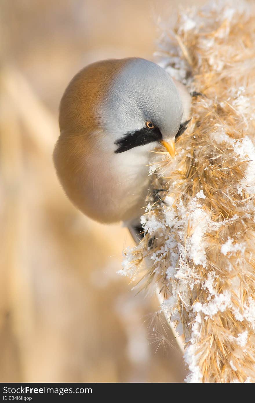 Bearded Tit, male - Reedling (Panurus biarmicus)