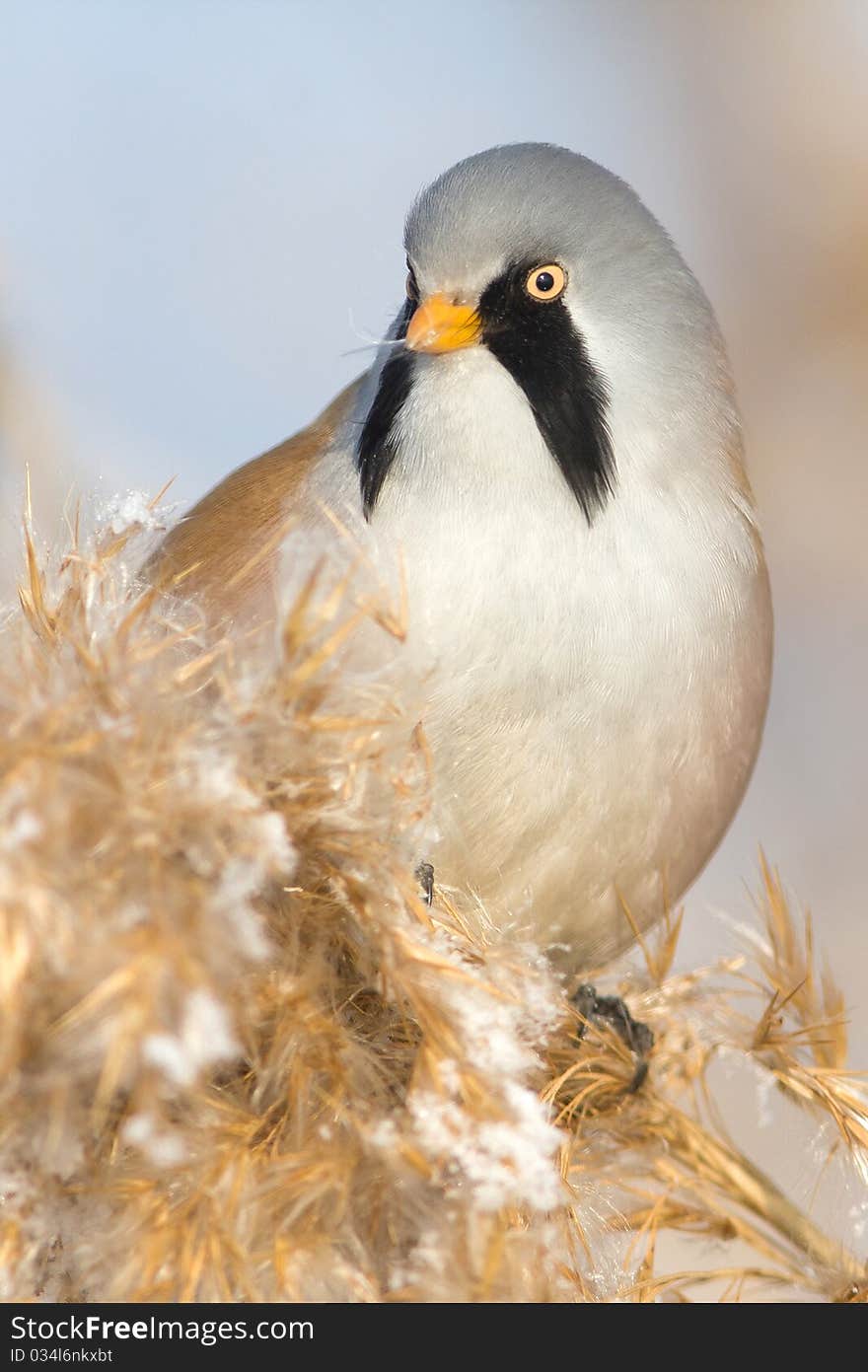 Bearded Tit, Male - Reedling (Panurus Biarmicus)