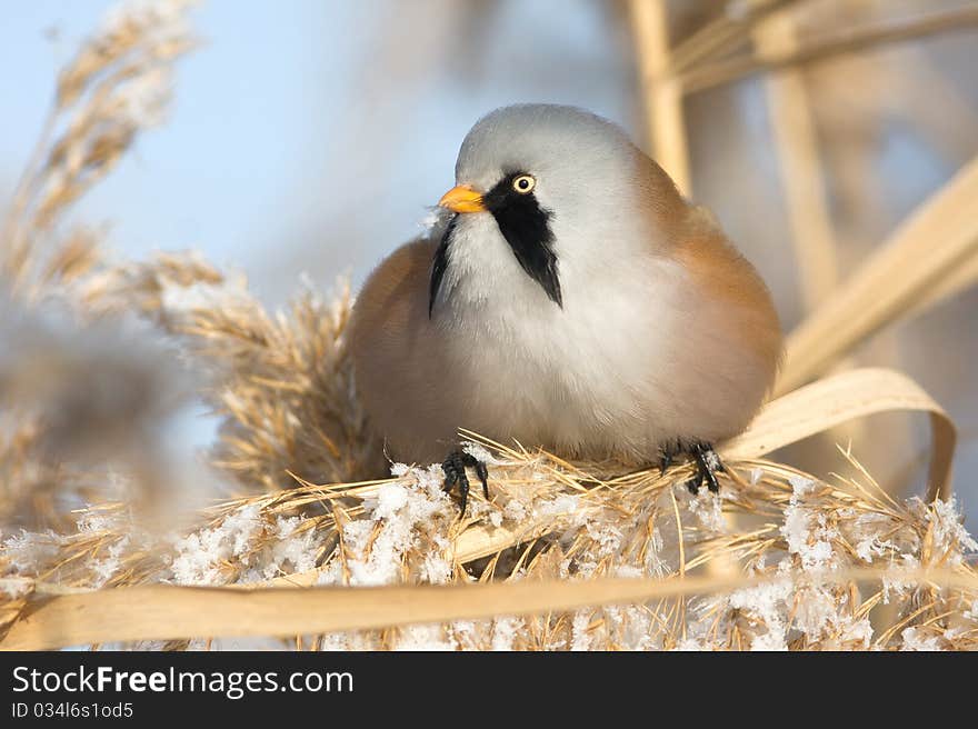 Bearded tit, male