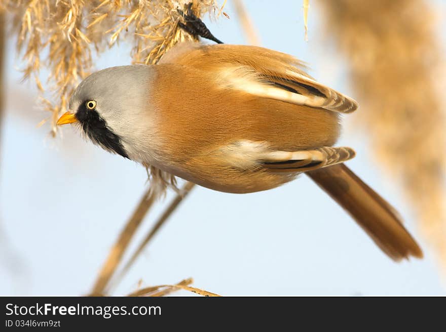 Bearded Tit, male - Reedling (Panurus biarmicus)