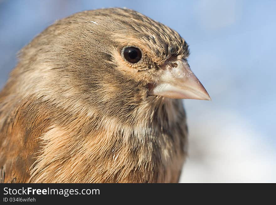 Linnet female portrait close-up / Carduelis cannabina. Linnet female portrait close-up / Carduelis cannabina