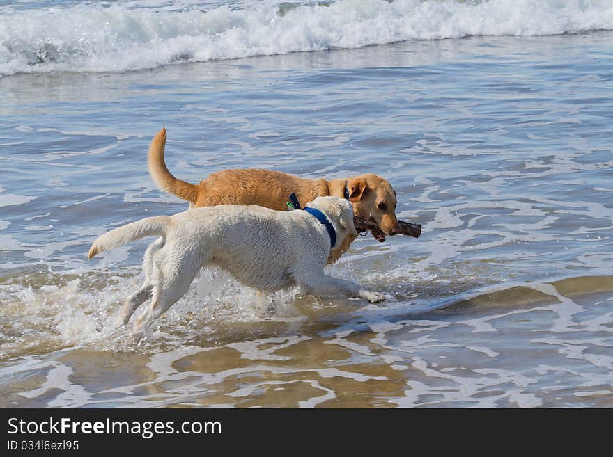 Two young labradors playing in the sea water together. Two young labradors playing in the sea water together.