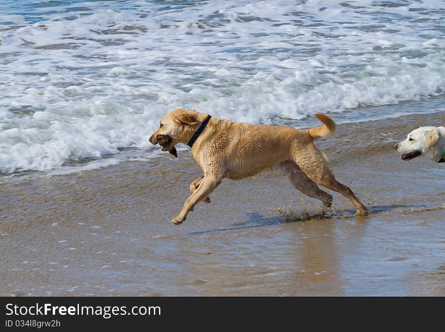 Two labradors playing with a stick at the beach