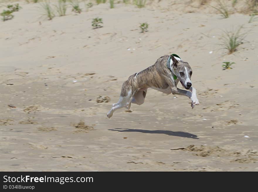 Whippet racing in the sand