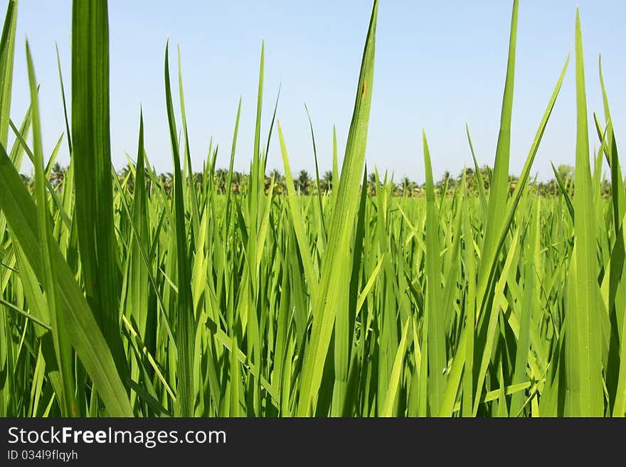 Paddy field, rice