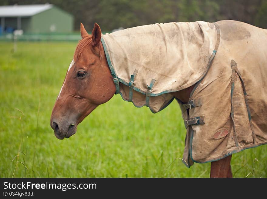 Brown horse against green grass