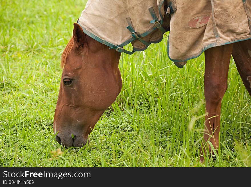 Brown horse eating grass on the farm