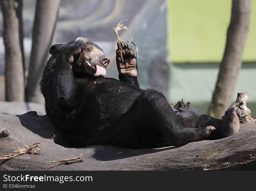 The Sun Bear (Helarctos malayanus) is licking its fur.