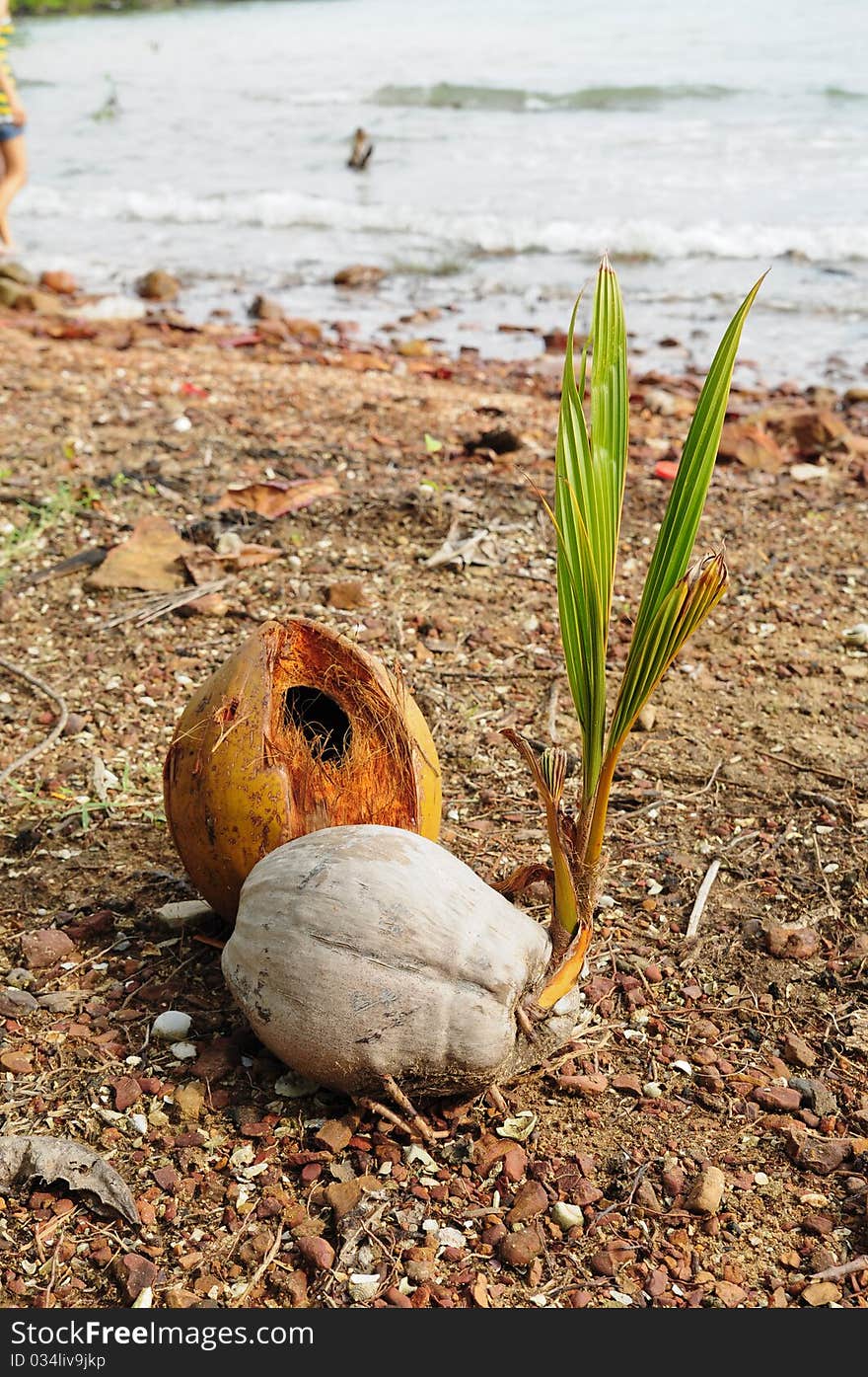 Coconut sprout on the beach, used to background