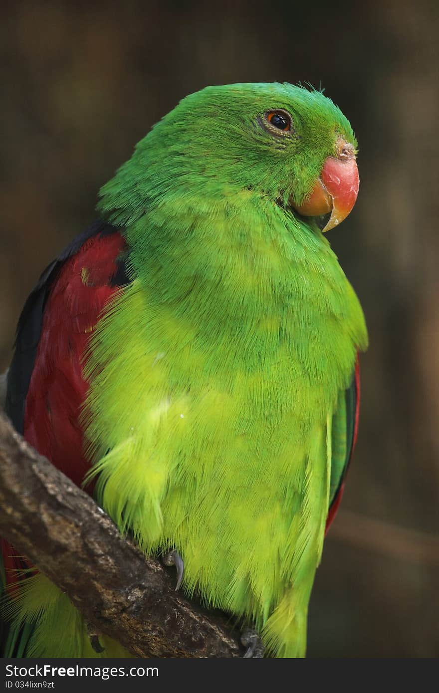 Red-winged parrot