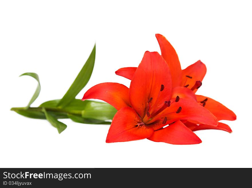 Two pretty Christmas lilies isolated on white background.