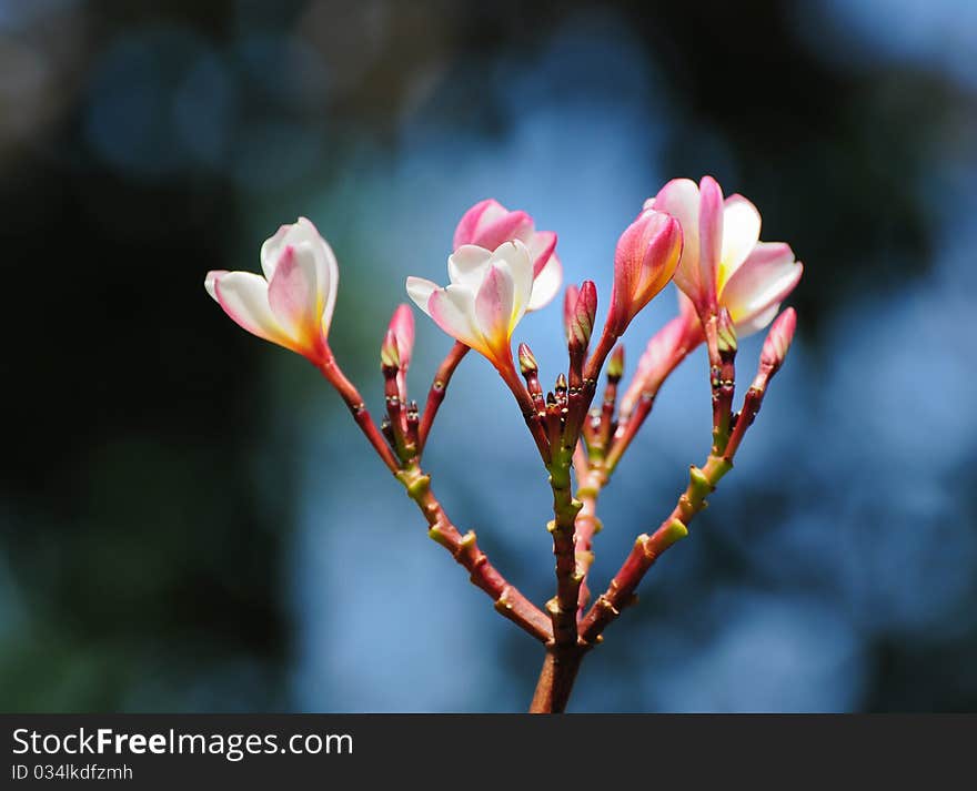 Plumeria (frangipani)