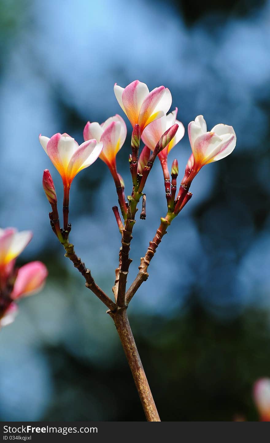 Plumeria (frangipani)