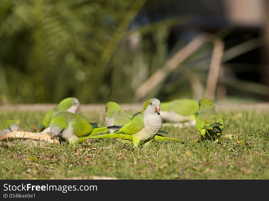 Green Monk Parakeet or Quaker Parot