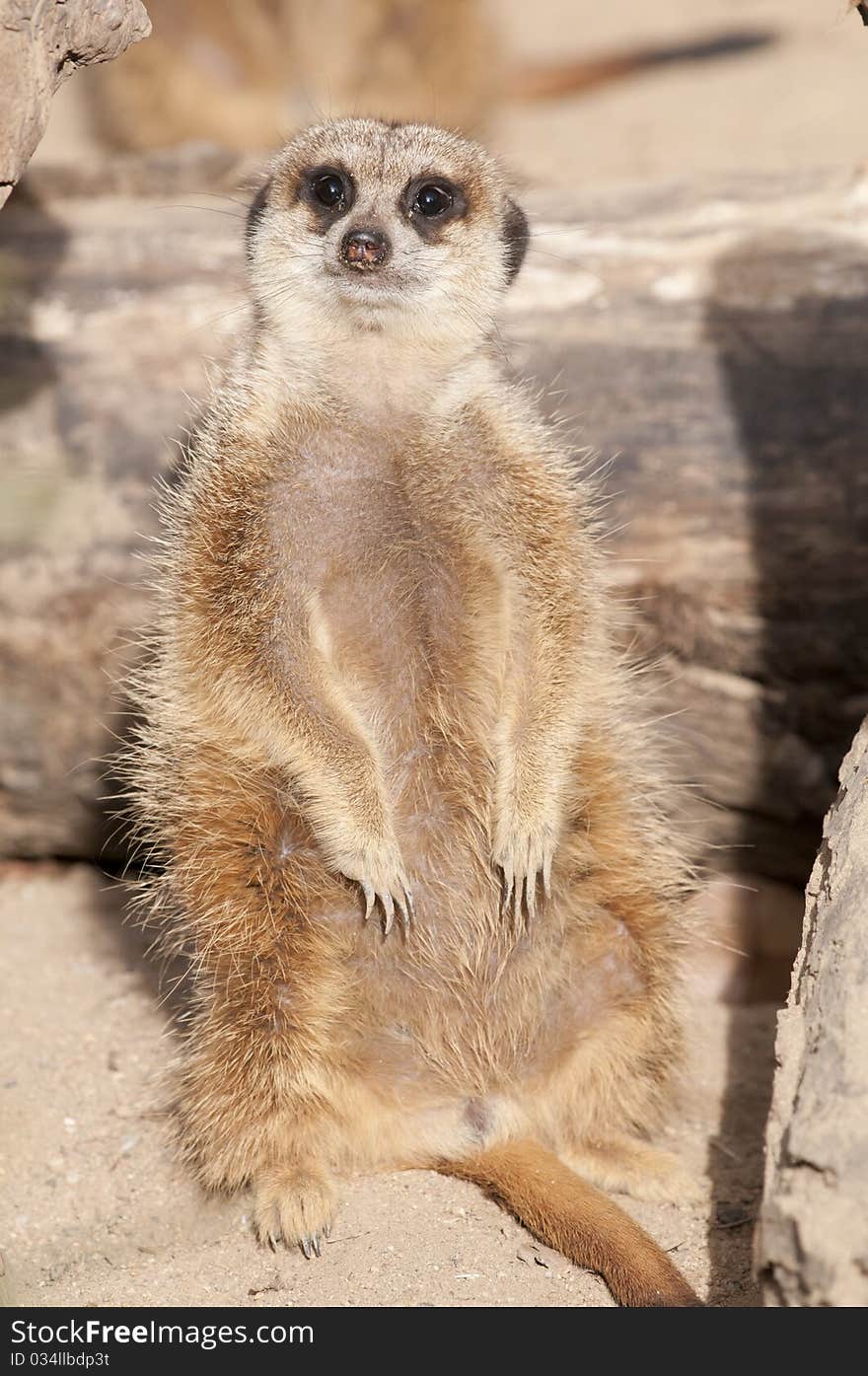 Suricate Or Mongoose Or Meerkat