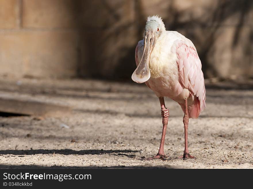 Roseate Spoonbill