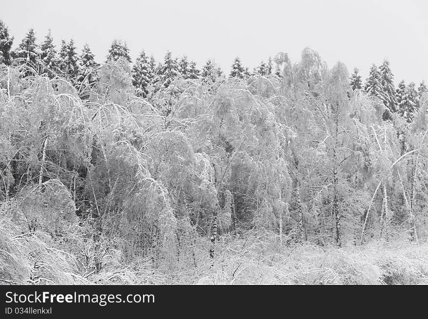 Winter forest. Trees over snow. Winter forest. Trees over snow.