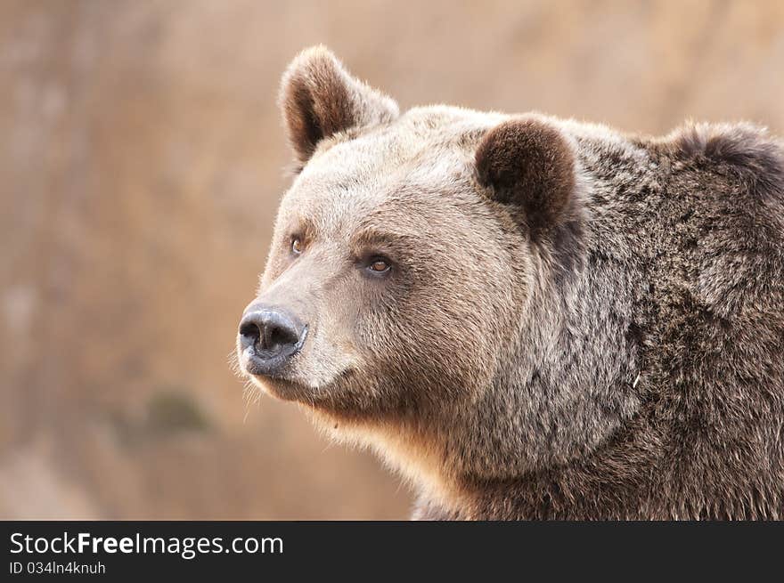 Brown Bear Portrair