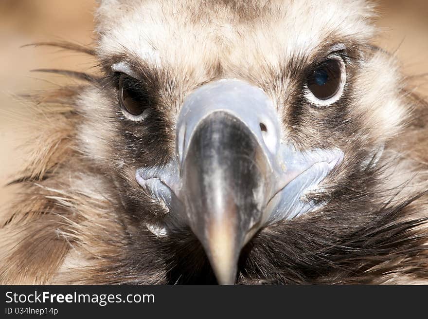 Griffon Vulture Portrait