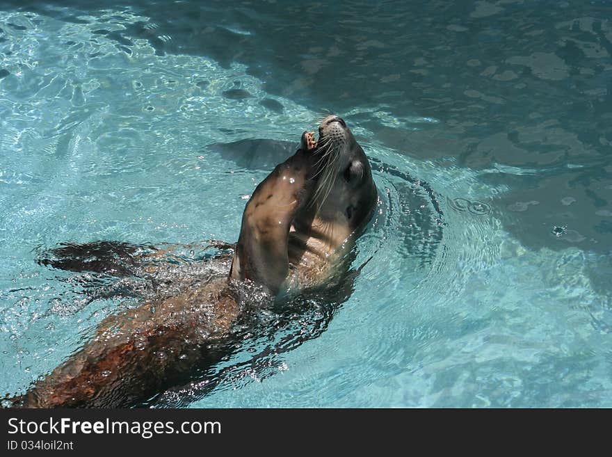 Australian Sea-lion which breeds only on the south and west coasts of Australia, plays in it's pool, Sydney, Australia.