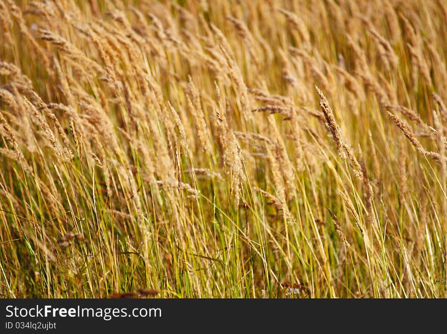 A Golden Ears