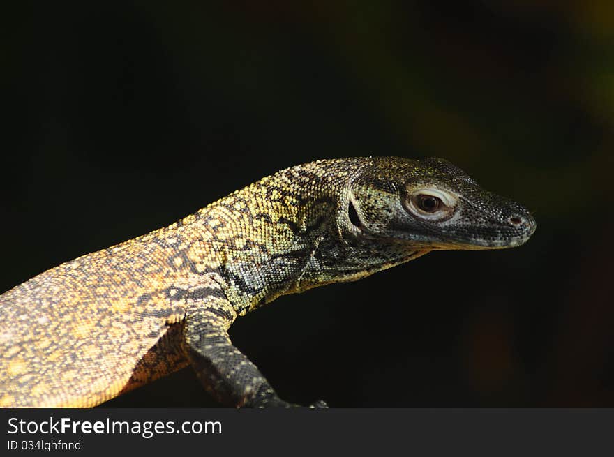 Head shot of juvenile komodo dragon hatchling, vivid colors of the lizard skin. Head shot of juvenile komodo dragon hatchling, vivid colors of the lizard skin