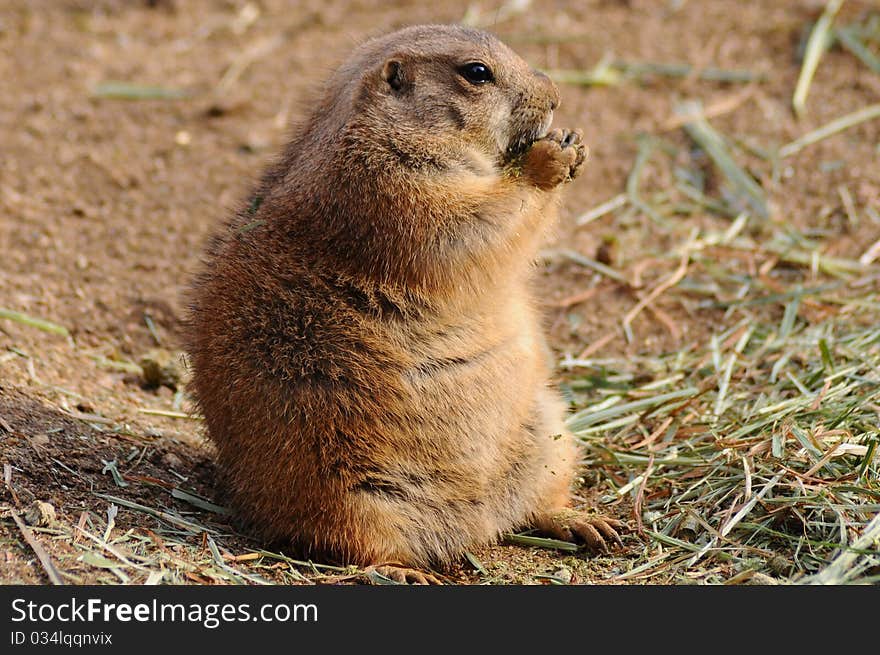 Solo prairie dog eating and watching the world go by