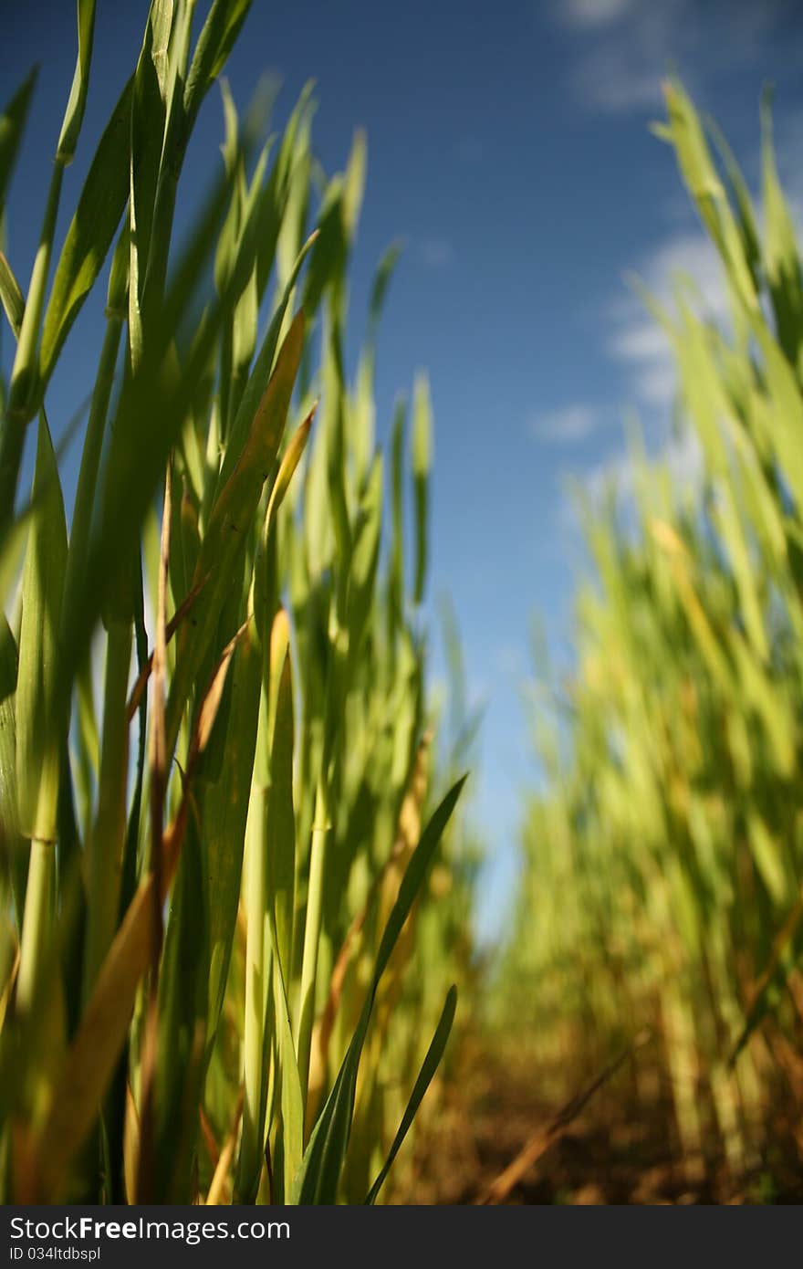 Green grass against the blue sky