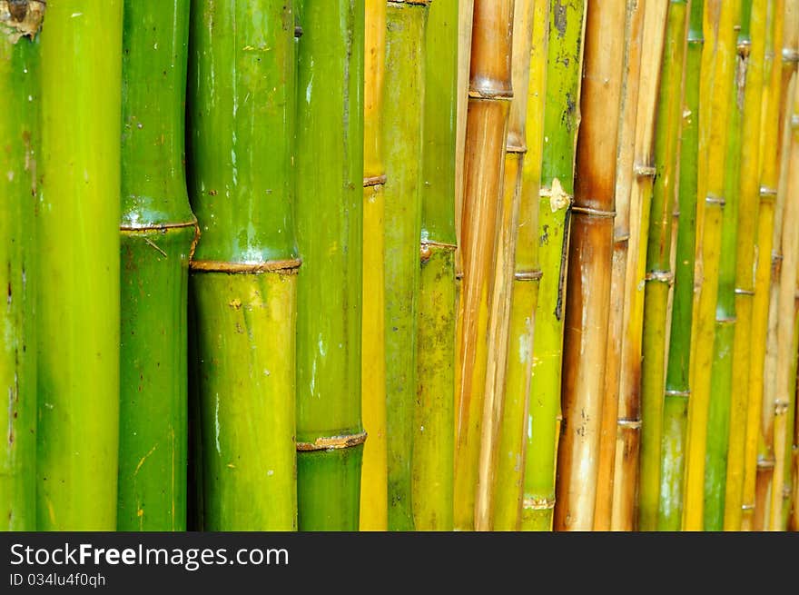 Group of good quality natural bamboo texture background