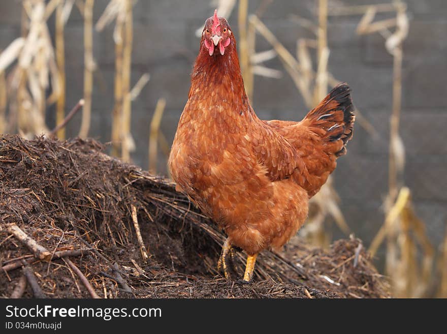 The hen in poultry farm