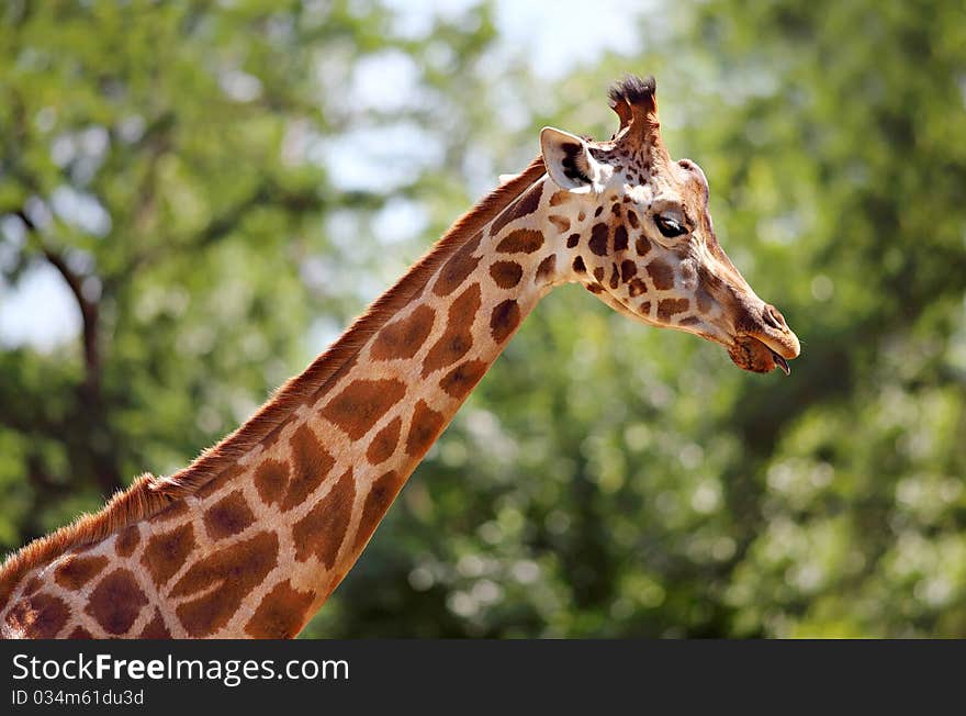 Giraffe head on green tree background