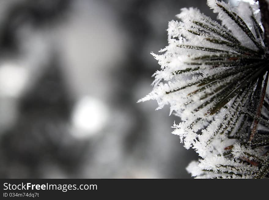 Snow frosting on pine tree