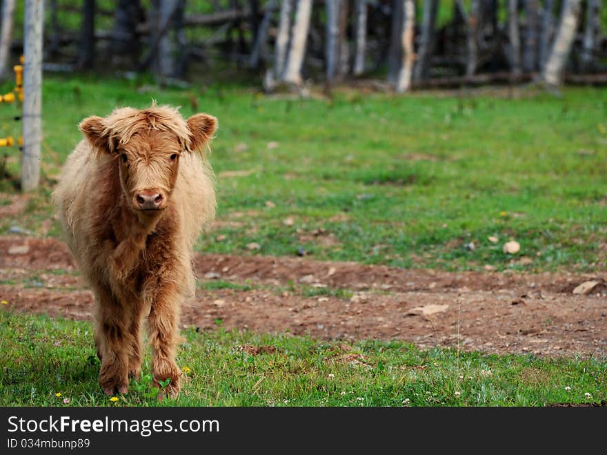 Highland Calf