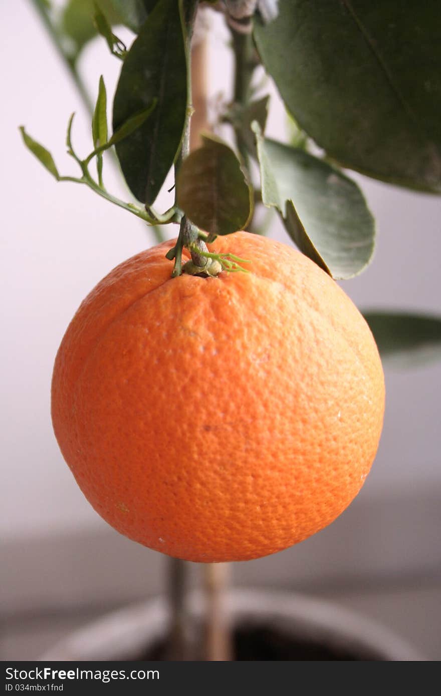 Healthy vegetables close-up view of the orange. Healthy vegetables close-up view of the orange