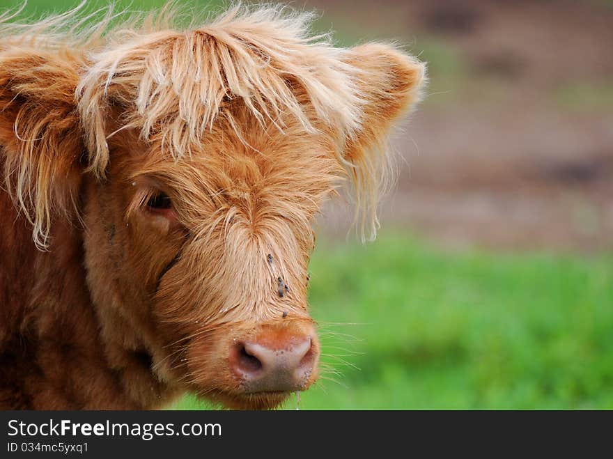 Highland Calf