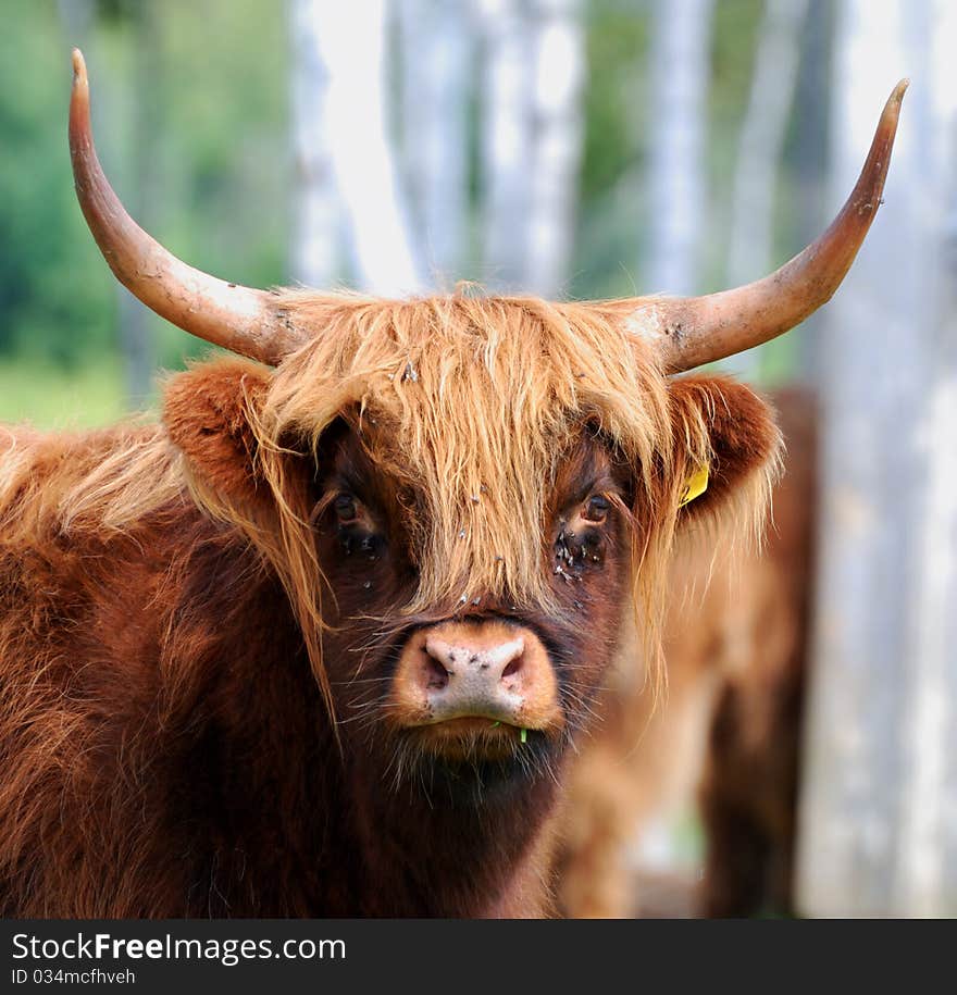 Highland Cow