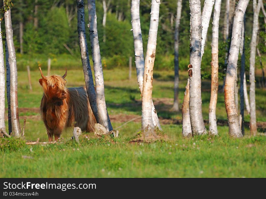 Highland Cow